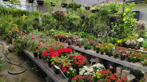 HAPPÁ GARDEN - Vasos para Plantas, Arvores Frutíferas e Ornamentais
