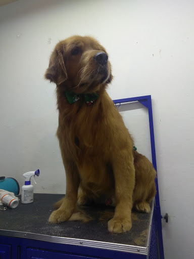 Spa canino barber dog