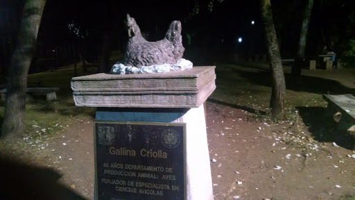 Gallina Criolla