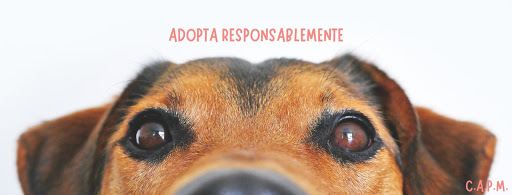 Centro de Adopción Pet Mex