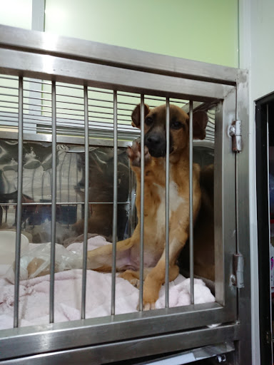 Dog City Pet Hospital 24 Horas