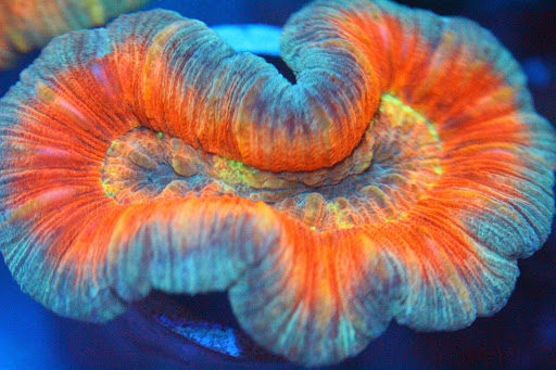 Acuario Corales CDMX Peceras
