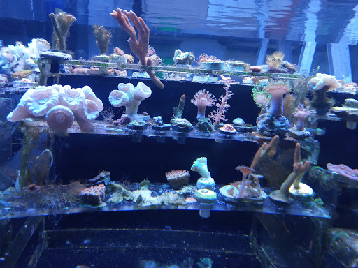 Poseidón Reef's