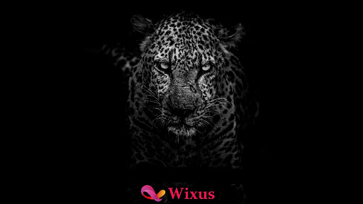 Wixus | Digital Marketing | SEO | Web Design