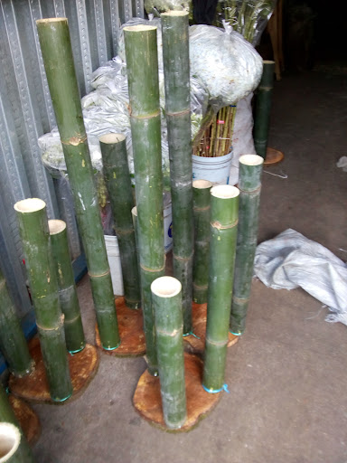 Follajes los tigrillos y todo tipo de base de bambú