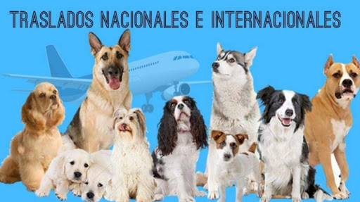 Traslado de Mascotas "Pet Travel Mexico"