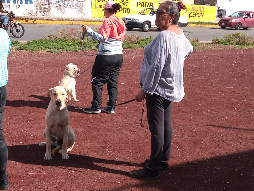Spa perritos ó escuela de adiestramiento canino alpha dogs