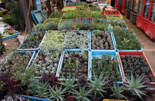 Mercado de Flores CUEMANCO