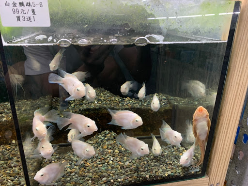 冷男孔雀魚