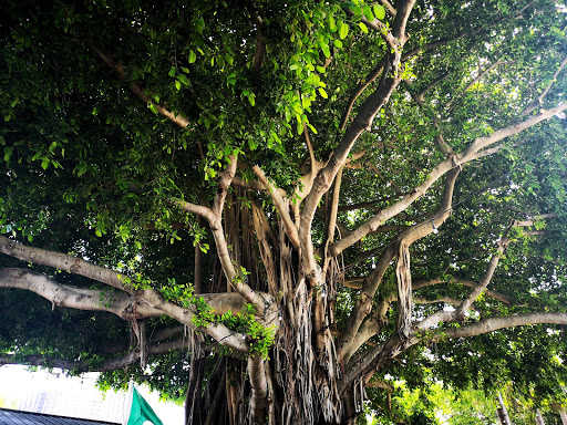 Bayside Banyan Tree