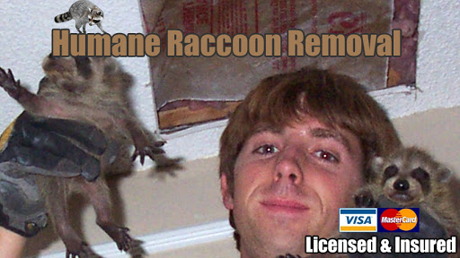 Humane Raccoon Removal Miami