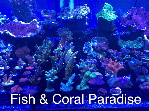 Fish and Coral Paradise