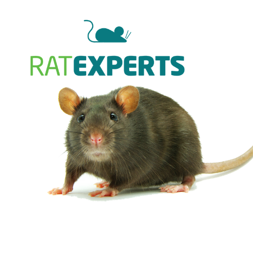 Rat Experts Inc. Wildlife and Rat Control - Miami - Broward