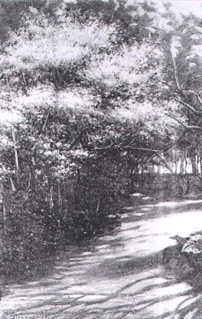 KWITNąCE MAGNOLIE