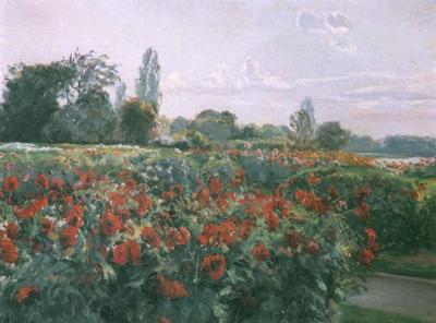 POLE KWIATóW