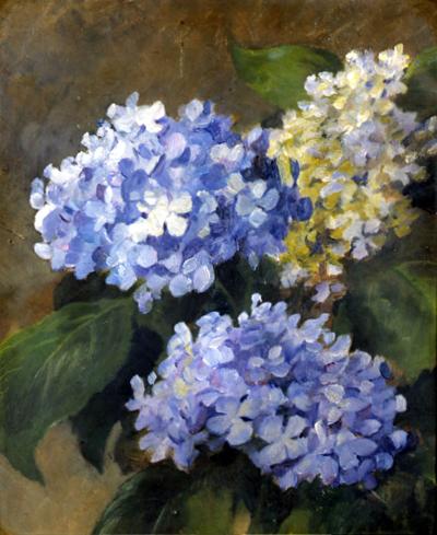 HORTENSJE, OK. 1900