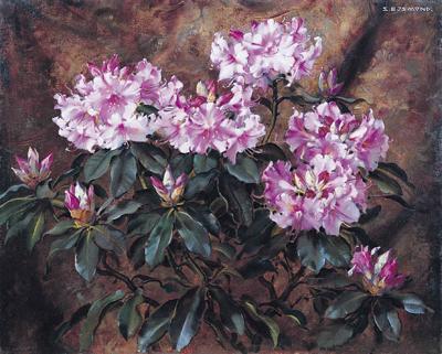 RÓŻOWY RODODENDRON, OK. 1925