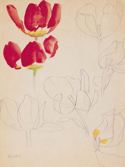 TULIPANY