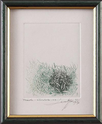 TRAWKA, 1977
