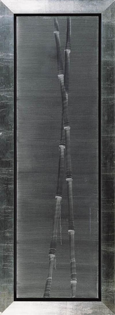 BAMBUS, 2005