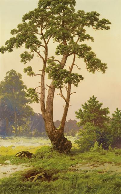 SAMOTNA SOSNA, 1911