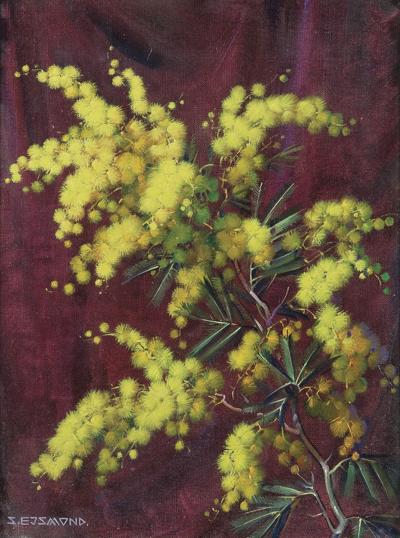 GAŁĄZKA MIMOZY, PRZED 1935