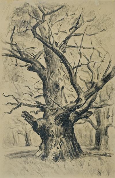 STARY DĄB, 1929
