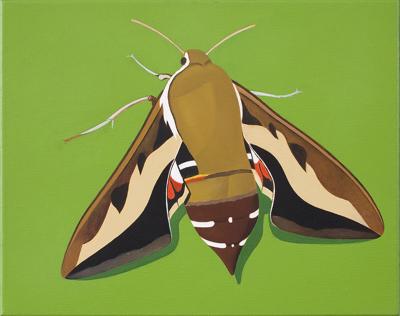 MOTYL ZMROCZNIK WILCZOMLECZEK, 2014