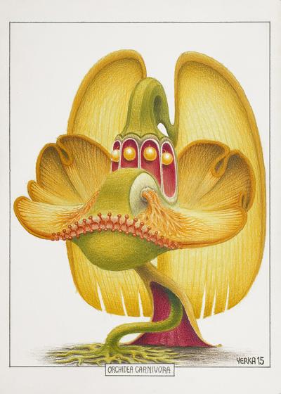 ORCHIDEA CARNIVORA, 2015