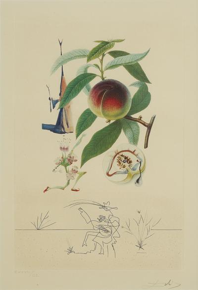 PECHER PÉNITENT (BRZOSKWINIA SKRUSZONA), 1969/70