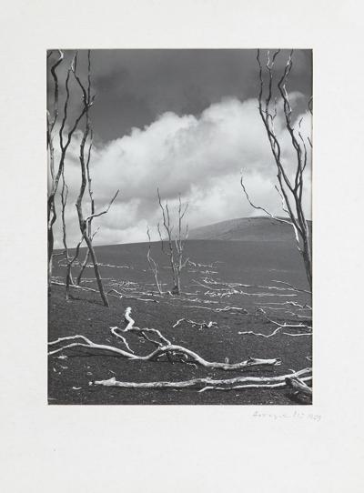 Z CYKLU DRZEWA:HAWAJE „DEVASTATION TRAIL”, 1969