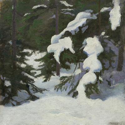 OKIść NA śWIERKACH. ŚWIERKI ZIMą