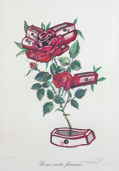 ROSA E MORTE FLORISCENS,  1972