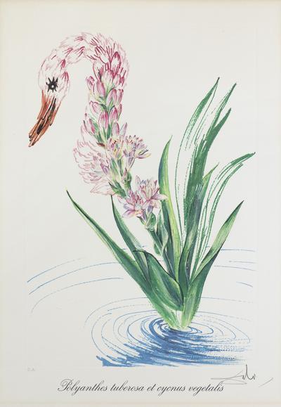 POLYANTHES TUBEROSA ET CYCNUS VEGETALIS, 1972