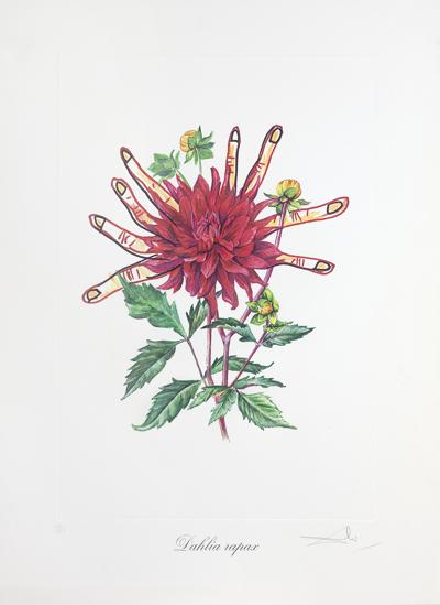 DAHLIA RAPAX,  1972