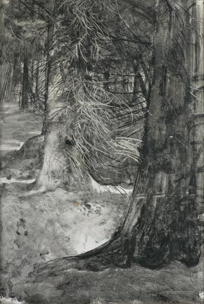 STARY ŚWIERK