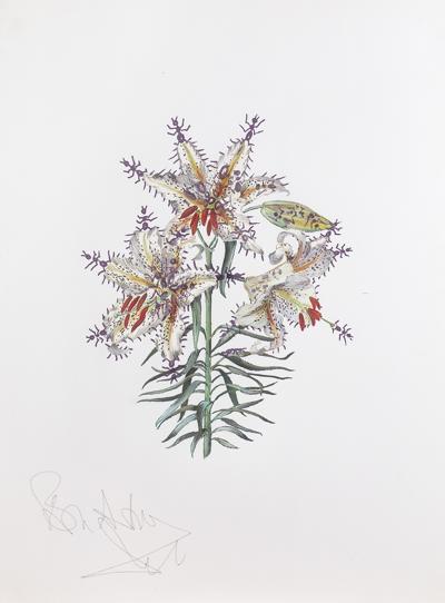 LILIUM AURATIUM FORMICANS,  1972