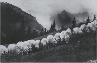 TATRY. OWCE NA HALI