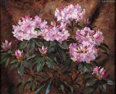 Różowy rododendron, ok. 1925