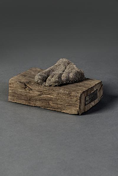 Anatomia, 2009