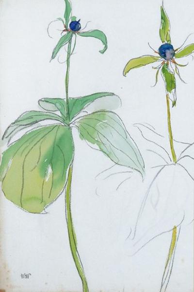 Kwiaty, 1898