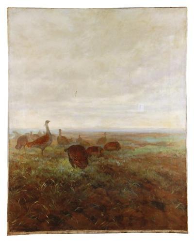Dropie