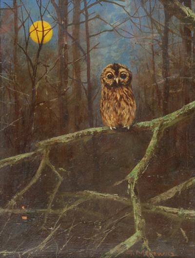 Sowa nocą