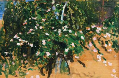 Kwitnące róża, 1898