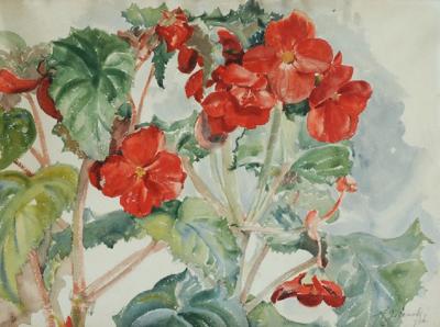 Begonie, 1924