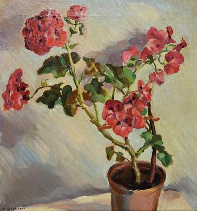 Pelargonie w doniczce