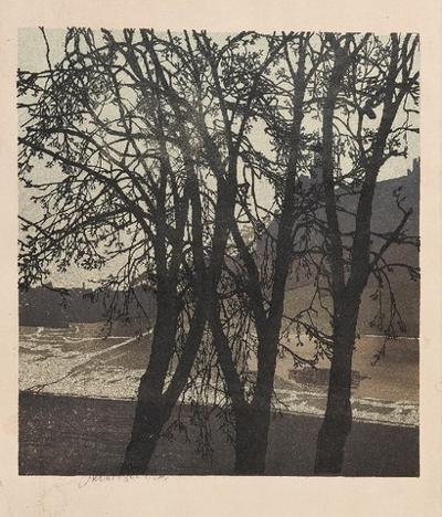 Drzewa nad Wisłą, 1908