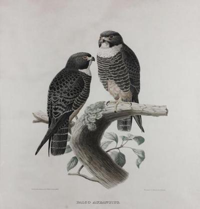 Para sokołów złocistych [łc. falco aurantius], 1868
