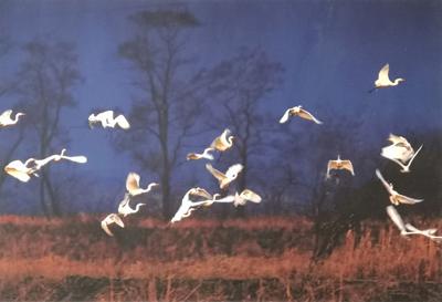 The white herons, 2009/2020