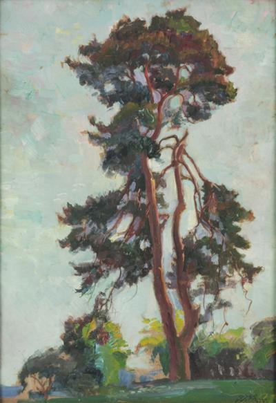 Sosna, 1929